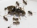 Portrait de fourmisnoires