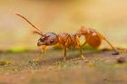 Portrait de armanants