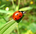 Avatar de l’utilisateur