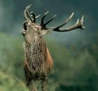 Avatar de l’utilisateur