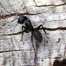 Avatar de l’utilisateur