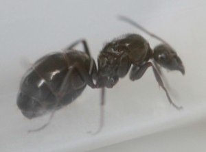 Camponotus sp, [Formica decipiens] Savoyarde