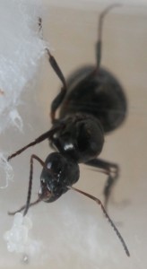 Camponotus sp, [Formica decipiens] Savoyarde