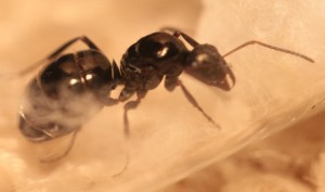 [Formica decipiens] Savoyarde, Formica.jpg