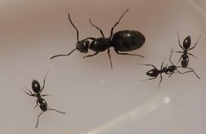 Fiche Tapinoma erraticum, TapinomaERRATICUM.jpg