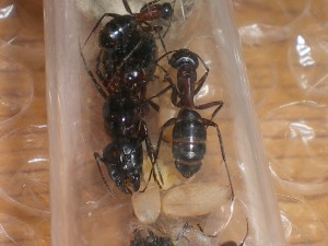 Mes colonies (Heydax), IMGP1261.JPG
