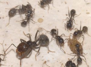 [Blog] Lasius niger, emarginatus, Myrmica Ruginodis et Messor barbarus by Titam, DSC_1825.jpg