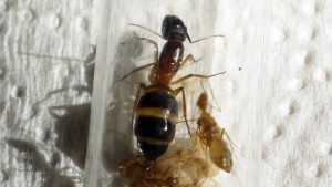 [Blog] Camponotus cf. pseudoirritans, P1000811.JPG