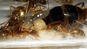 [Blog] Camponotus cf. pseudoirritans, P1000815.JPG