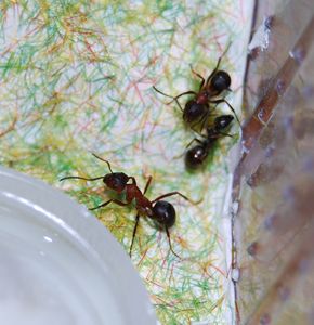 [Blog] Formica sanguinea de Guitou76, DSC_0187.JPG