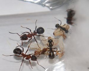 [Blog] Formica sanguinea de Guitou76, DSC_0176.JPG