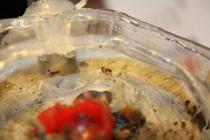 [Reflex] Bagues allonges vs bonnette vs souflet vs objectif macro, Img_1685.jpg