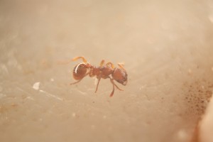 [Reflex] Bagues allonges vs bonnette vs souflet vs objectif macro, Img_161454564564.jpg