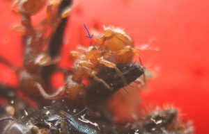 Ouvrière en macro Myrmica..., Image3.jpg
