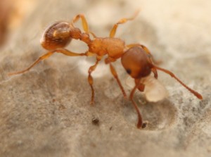 Ouvrière en macro Myrmica..., Image4.jpg