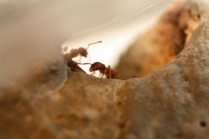 [BLOG] mes premières Myrmica sp., Img_1666.jpg