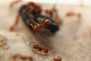 [BLOG] mes premières Myrmica sp., Img_1656.jpg