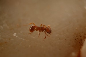 [Reflex] Bagues allonges vs bonnette vs souflet vs objectif macro, Img_1614aaaaa.jpg