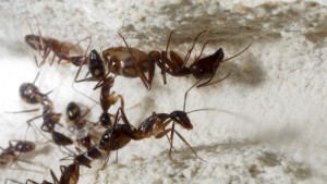 **Fin** [Blog] Camponotus substitutus, P1000984.JPG