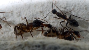 **Fin** [Blog] Camponotus substitutus, P1000987.JPG