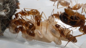 Camponotus pseudoirritans, [Blog] Camponotus cf. pseudoirritans