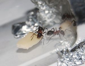 [Blog] Formica sanguinea de Guitou76, DSC_0239.JPG