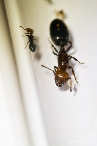 la gyne et une larve, [BLOG] Crematogaster scutellaris - Pallas