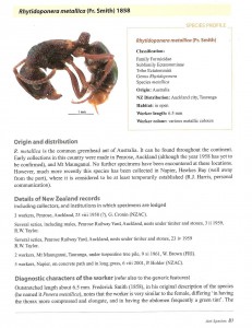 Recherche d'informations sur : Rhytidoponera metallica, Rhymetallica01.jpg