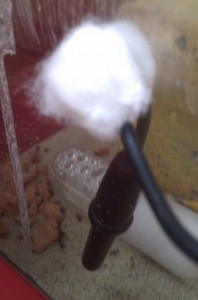 sonde, **fin**[Blog] Pheidole noda de bragon