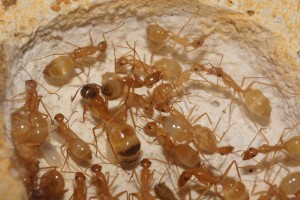 [Blog] Camponotus africaines, sanctus et sp d'Afrique de l'est, DSC03656.JPG