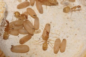 [Blog] Camponotus africaines, sanctus et sp d'Afrique de l'est, DSC03658.JPG