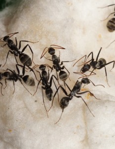 [Blog] Camponotus africaines, sanctus et sp d'Afrique de l'est, DSC03666.JPG