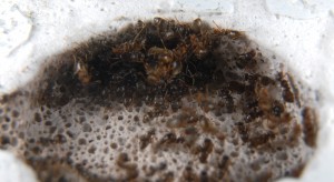 [Blog] Lasius sp - un blog de LEST, DSC_0446b.jpg