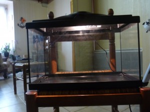 [TUTO] Terrarium pour Diacamma rugosum, P1060464.JPG