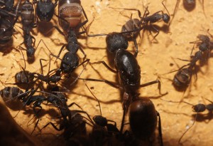 Camponotus cruentatus, Les Camponotus de funkyben