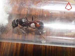 Gyne Pogonomyrmex rugosus et ses oeufs, [BLOG] Pogonomyrmex rugosus (Mexique)