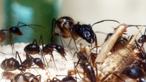 **Fin** [Blog] Camponotus substitutus, P1020166.JPG