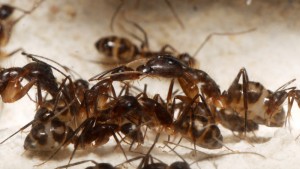 **Fin** [Blog] Camponotus substitutus, P1020171.JPG