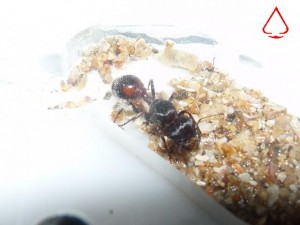 Gyne Pogonomyrmex rugosus dans son nid (2), [BLOG] Pogonomyrmex rugosus (Mexique)