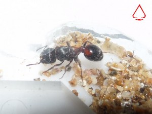 Gyne Pogonomyrmex rugosus dans son nid, [BLOG] Pogonomyrmex rugosus (Mexique)