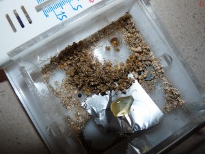 Tas de sable autour de l'entrée du nid, [BLOG] Pogonomyrmex rugosus (Mexique)