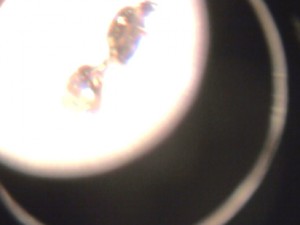 [Solenopsis] Petites gynes à identifier., Photo0214.jpg