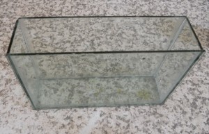 Premier nid recto verso pour Lasius, Bac en verre.jpg
