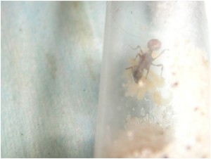 On peut apercevoir quelques œufs au devant de la gyne., [Blog] Manica rubida de Boubou