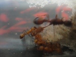 [Blog] Manica rubida de Boubou, gh.jpg