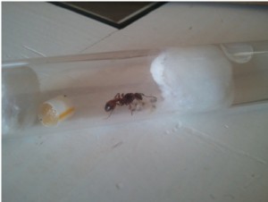 [Blog] Manica rubida de Boubou, jh.jpg