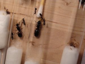 vue globale, [Blog] Les débuts de colonies de myrmica 90