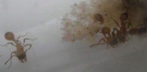 [Blog] Manica rubida de Boubou, tg.jpg