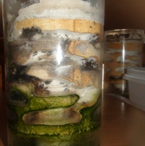 La première face du nid...., Mes colonies ( LeeB059) .