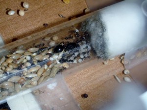 Mes colonies ( LeeB059) ., Le 30 Aout 2011 018.JPG